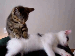 original_ga8y_513900005b0f118f.gif